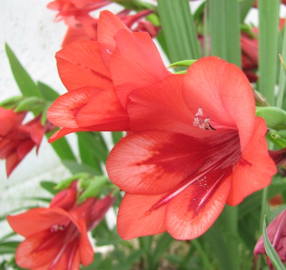 Gladiolus flanaganii 